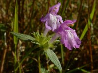 Galeopsis ladanum 10, Brede raai, Saxifraga-Ed Stikvoort