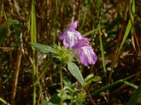 Galeopsis ladanum 11, Brede raai, Saxifraga-Ed Stikvoort