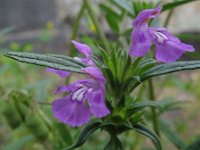 Galeopsis ladanum 3, Brede raai, Saxifraga-Rutger Barendse