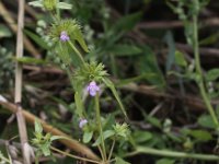 Galeopsis ladanum 4, Brede raai, Saxifraga-Peter Meininger