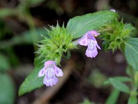 Galeopsis ladanum 5, Brede raai, Saxifraga-Peter Meininger