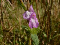 Galeopsis ladanum 8, Brede raai, Saxifraga-Ed Stikvoort