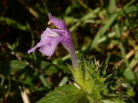 Galeopsis ladanum 9, Brede raai, Saxifraga-Ed Stikvoort