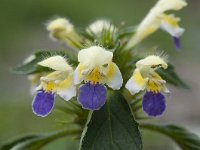 Galeopsis speciosa 11, Dauwnetel, Saxifraga-Luuk Vermeer