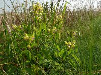 Galeopsis speciosa 19, Dauwnetel, Saxifraga-Hans Grotenhuis