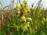 Galeopsis speciosa 20, Dauwnetel, Saxifraga-Hans Grotenhuis