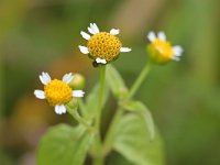 Galinsoga parviflora 14, Kaal knopkruid, Saxifraga-Tom Heijnen