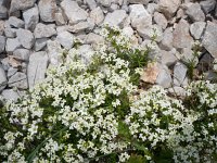 Galium anisophyllum