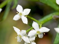 Galium anisophyllon 2, Saxifraga-Sonja Bouwman  Galium anisophyllon - Rubiaceae familie; Tre Cime (I)