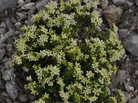 Galium megalospermum 9, Saxifraga-Harry Jans