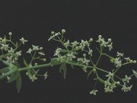 Galium mollugo 1, Glad walstro, Saxifraga-Marijke Verhagen