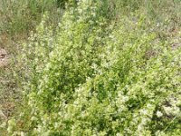 Galium mollugo 10, Glad walstro, Saxifraga-Rutger Barendse