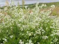 Galium mollugo 14, Glad walstro, Saxifraga-Ed Stikvoort