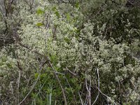 Galium mollugo 17, Glad walstro, Saxifraga-Roel Meijer