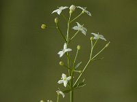 Galium mollugo 2, Glad walstro, Saxifraga-Jan van der Straaten