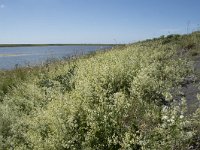 Galium mollugo 21, Glad walstro, Saxifraga-Willem van Kruijsbergen