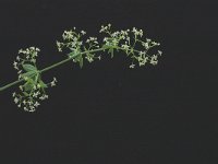 Galium mollugo 3, Glad walstro, Saxifraga-Marijke Verhagen