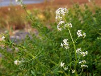 Galium mollugo 6, Glad walstro, Saxifraga-Ed Stikvoort