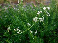 Galium mollugo 7, Glad walstro, Saxifraga-Ed Stikvoort