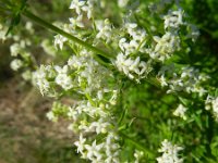 Galium mollugo 8, Glad walstro, Saxifraga-Rutger Barendse