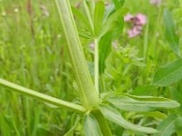 Galium mollugo 9, Glad walstro, Saxifraga-Rutger Barendse