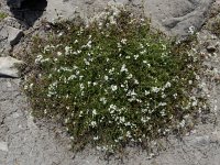 Galium pumilum