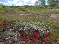 Galium pumilum 3, Kalkwalstro, Saxifraga-Ed Stikvoort