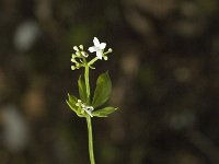 Galium sylvaticum 1, Boswalstro, Saxifraga-Jan van der Straaten