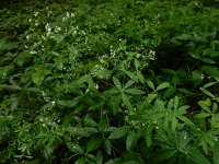 Galium sylvaticum 10, Boswalstro, Saxifraga-Ed Stikvoort