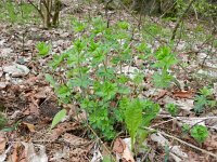 Galium sylvaticum 13, Boswalstro, Saxifraga-Rutger Barendse