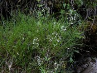 Galium sylvaticum 14, Boswalstro, Saxifraga-Ed Stikvoort