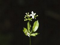 Galium sylvaticum 3, Boswalstro, Saxifraga-Jan van der Straaten