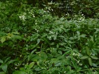 Galium sylvaticum 4, Boswalstro, Saxifraga-Ed Stikvoort