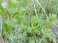 Galium sylvaticum 6, Boswalstro, Saxifraga-Rutger Barendse