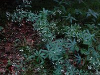 Galium sylvaticum 7, Boswalstro, Saxifraga-Ed Stikvoort