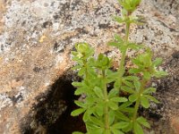 Galium verrucosum ssp verrucosum 11, Saxifraga-Ed Stikvoort