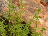 Galium verrucosum ssp verrucosum 9, Saxifraga-Ed Stikvoort