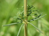 Galium verum 44, Geel walstro, Saxifraga-Sonja Bouwman