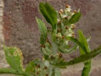 Gamochaeta pensylvanica 3, Amerikaanse droogbloem, Saxifraga-Ed Stikvoort