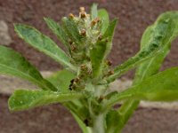 Gamochaeta pensylvanica 4, Amerikaanse droogbloem, Saxifraga-Ed Stikvoort