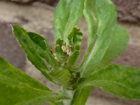 Gamochaeta pensylvanica 6, Amerikaanse droogbloem, Saxifraga-Ed Stikvoort