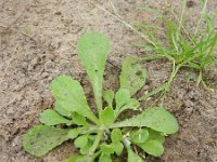 Gamochaeta pensylvanica 8, Amerkiaanse droogbloem, Saxifraga-Rutger Barendse