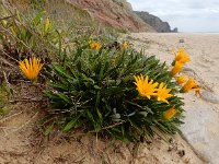 Gazania rigens 3, Saxifraga-Ed Stikvoort