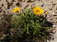 Gazania rigens 4, Saxifraga-Ed Stikvoort