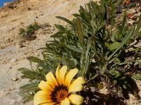 Gazania rigens 5, Saxifraga-Ed Stikvoort