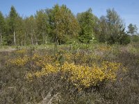 Genista anglica 40, Stekelbrem, Saxifraga-Willem van Kruijsbergen