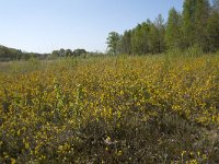 Genista anglica 43, Stekelbrem, Saxifraga-Willem van Kruijsbergen