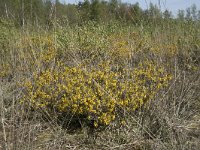 Genista anglica 45, Stekelbrem, Saxifraga-Willem van Kruijsbergen