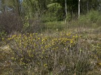 Genista anglica 46, Stekelbrem, Saxifraga-Willem van Kruijsbergen