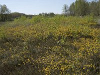 Genista anglica 48, Stekelbrem, Saxifraga-Willem van Kruijsbergen